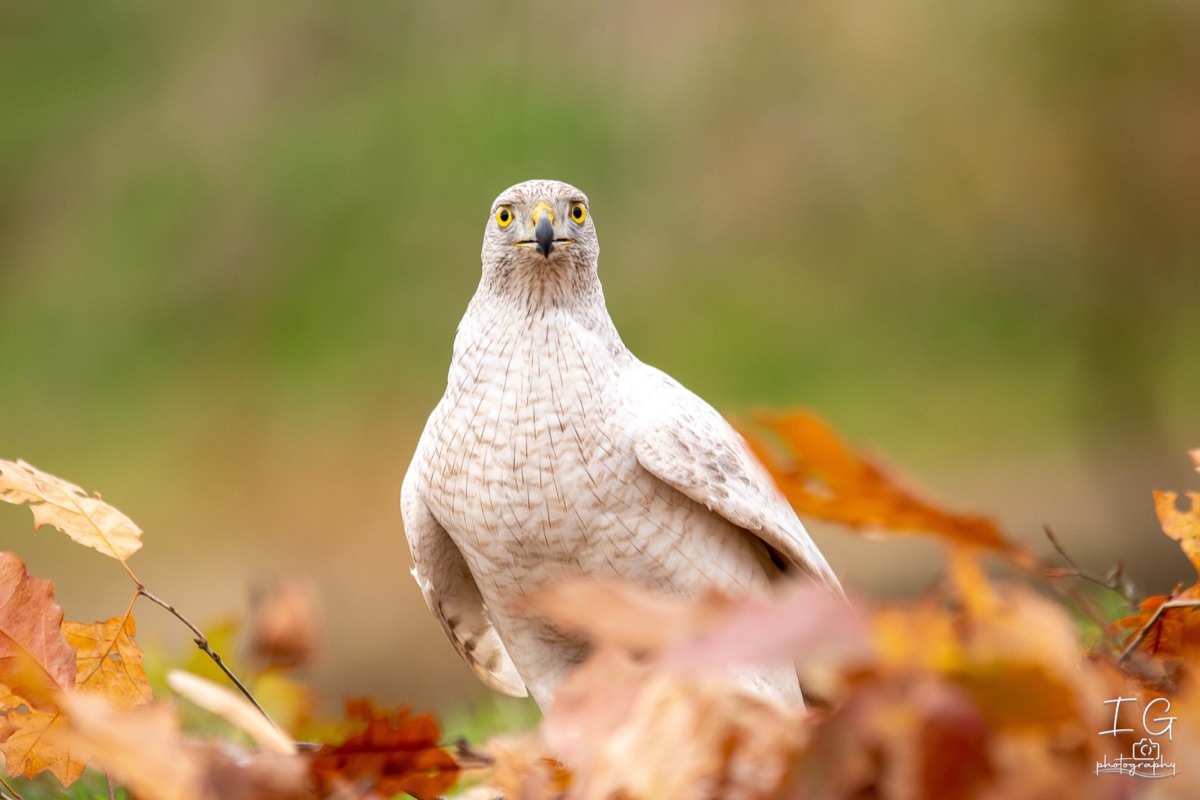  5D49743 31 oktober 2021 1633 49